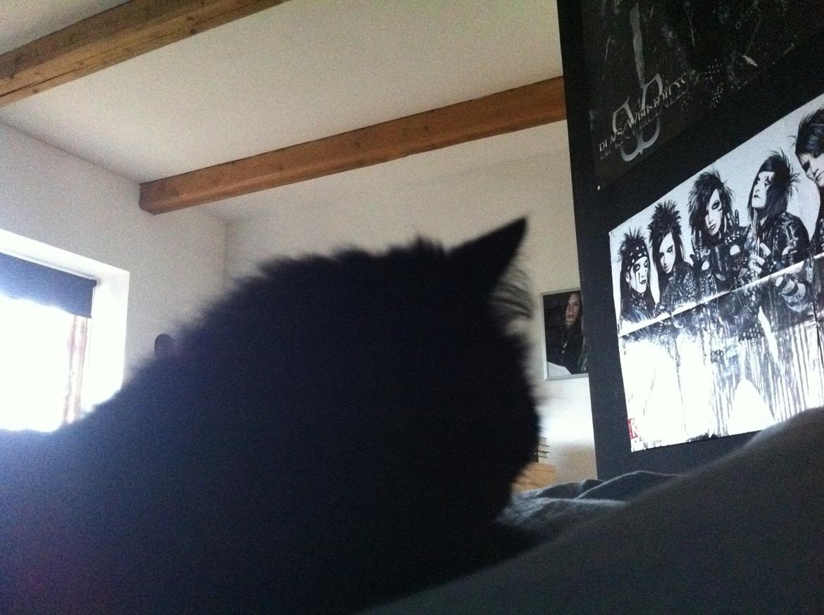 Norsk Skovkat Sammi Doll billede 2