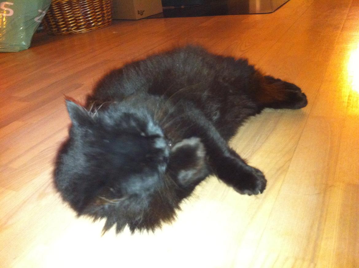 Norsk Skovkat Sammi Doll billede 3