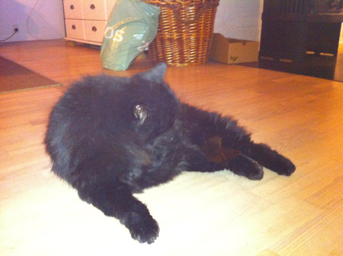 Norsk Skovkat Sammi Doll billede 4