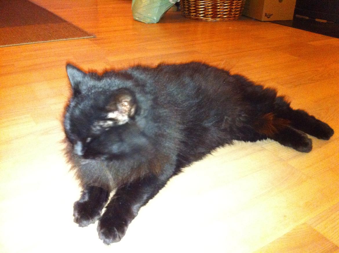 Norsk Skovkat Sammi Doll billede 5