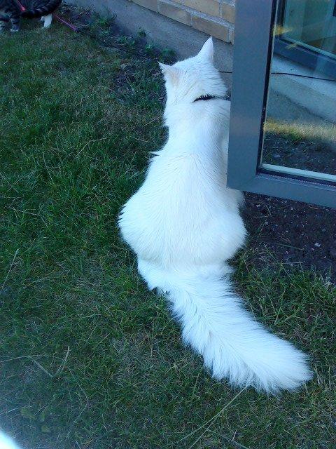 Maine Coon Sazi billede 5