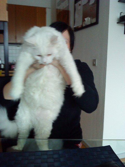 Maine Coon Sazi billede 4