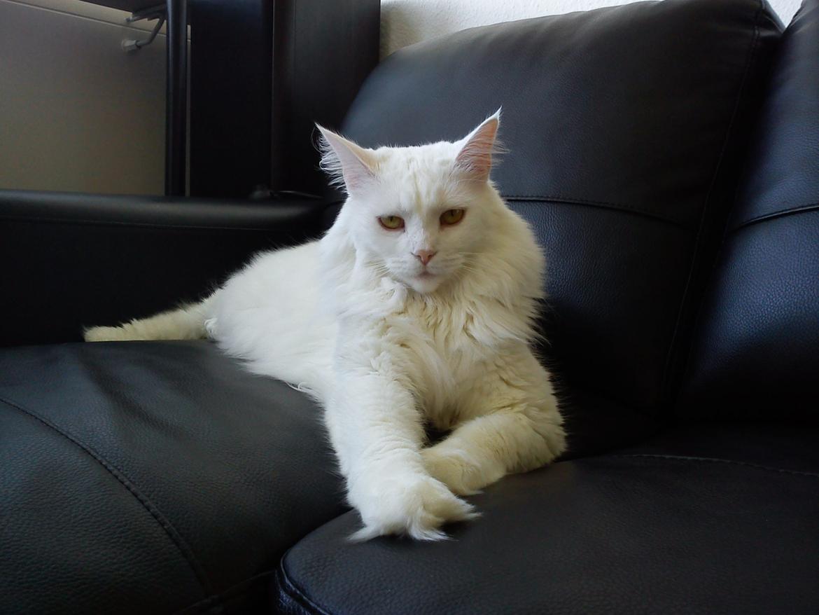 Maine Coon Sazi billede 3