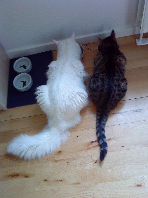 Maine Coon Sazi billede 7