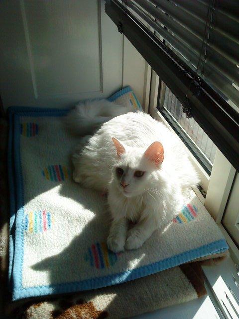 Maine Coon Sazi billede 6