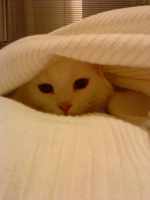 Maine Coon Sazi billede 8