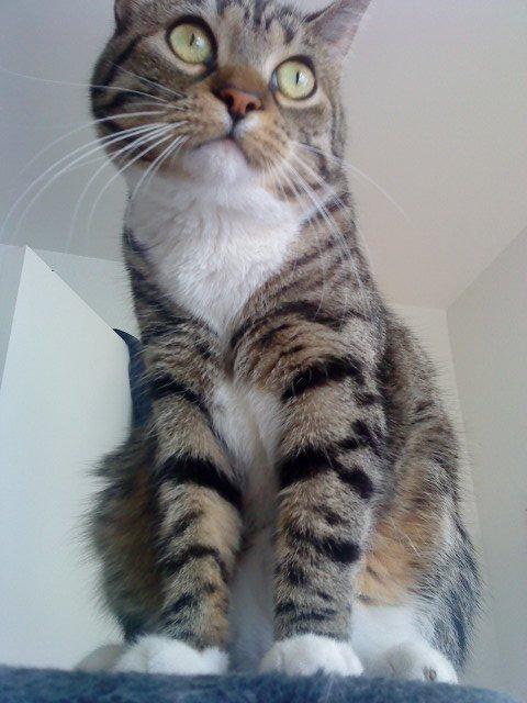 Huskat Zera billede 2