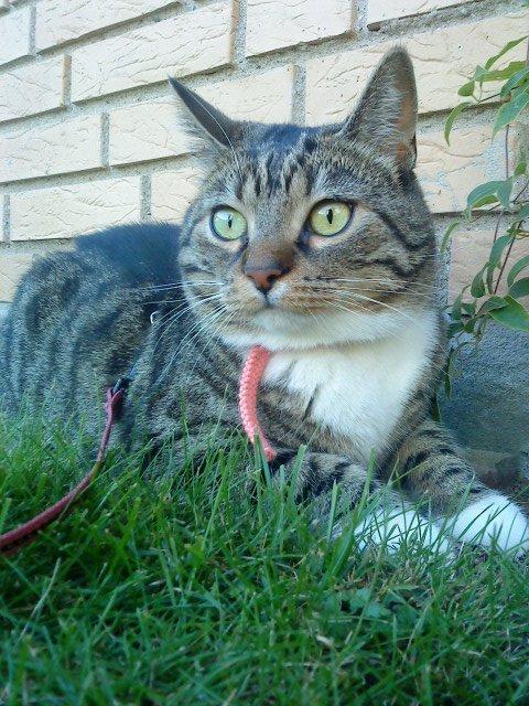 Huskat Zera billede 4