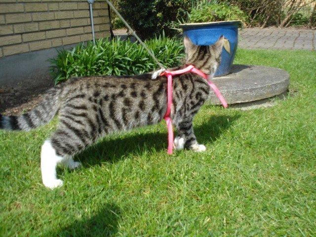 Huskat Zera billede 5