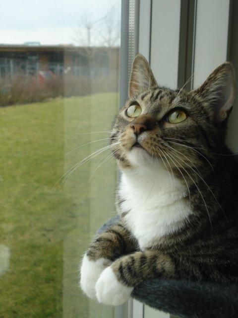 Huskat Zera billede 1