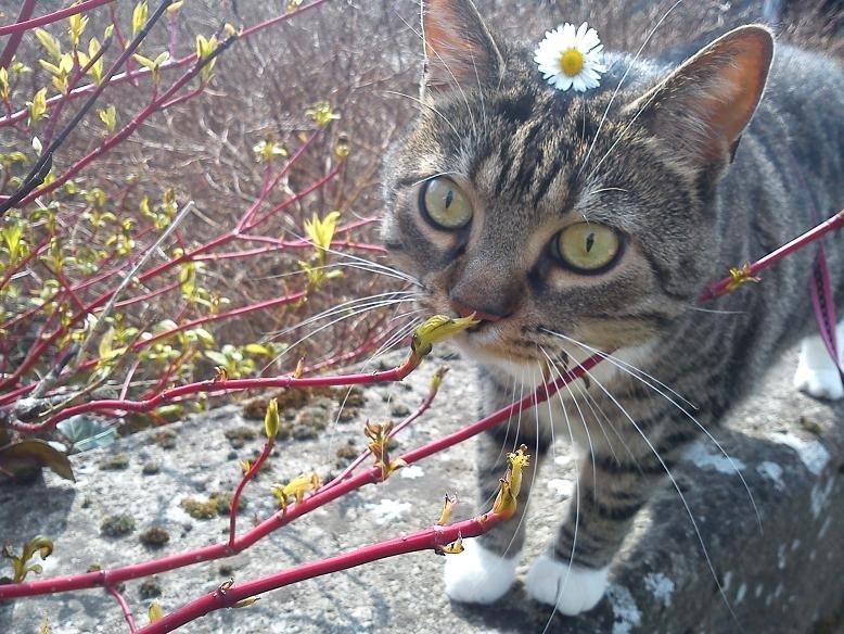 Huskat Zera - Min lille blomster kat :) billede 3