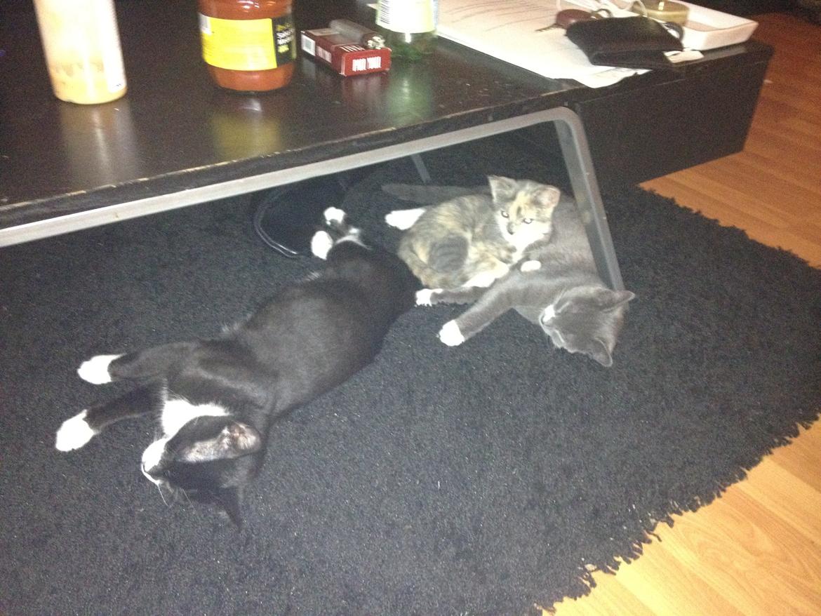 Huskat Astrid billede 7