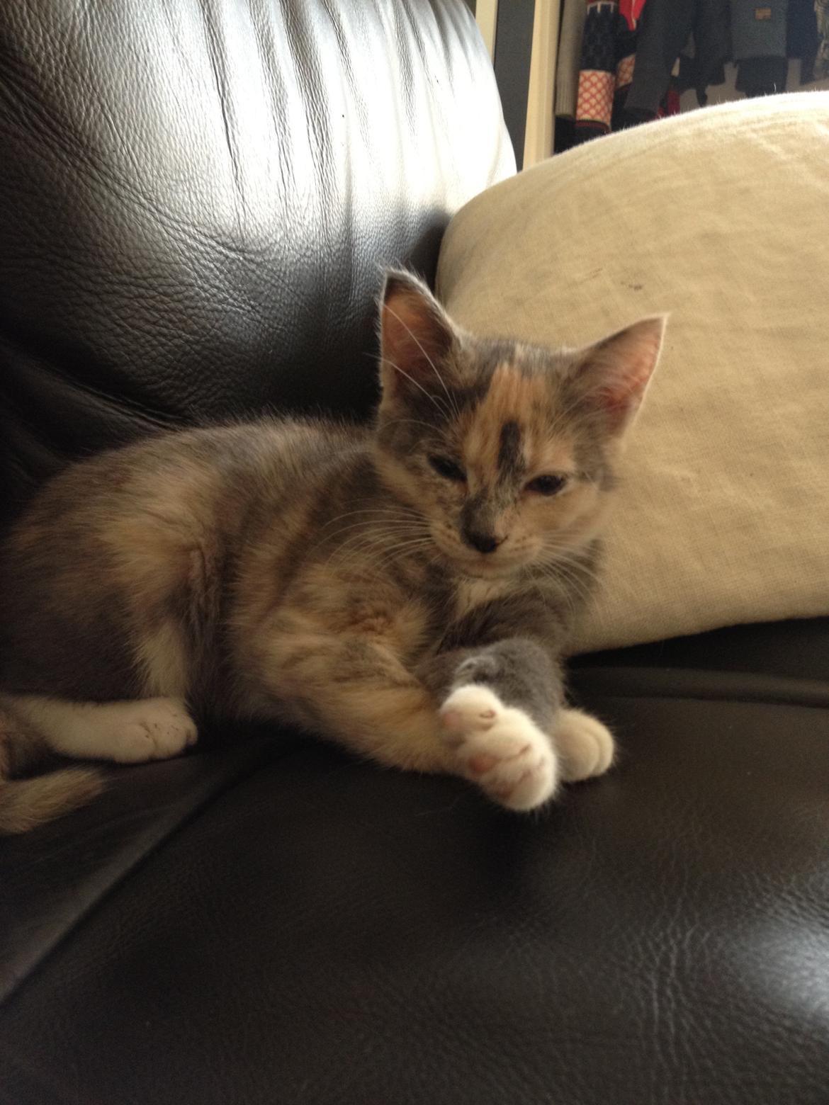 Huskat Astrid billede 8