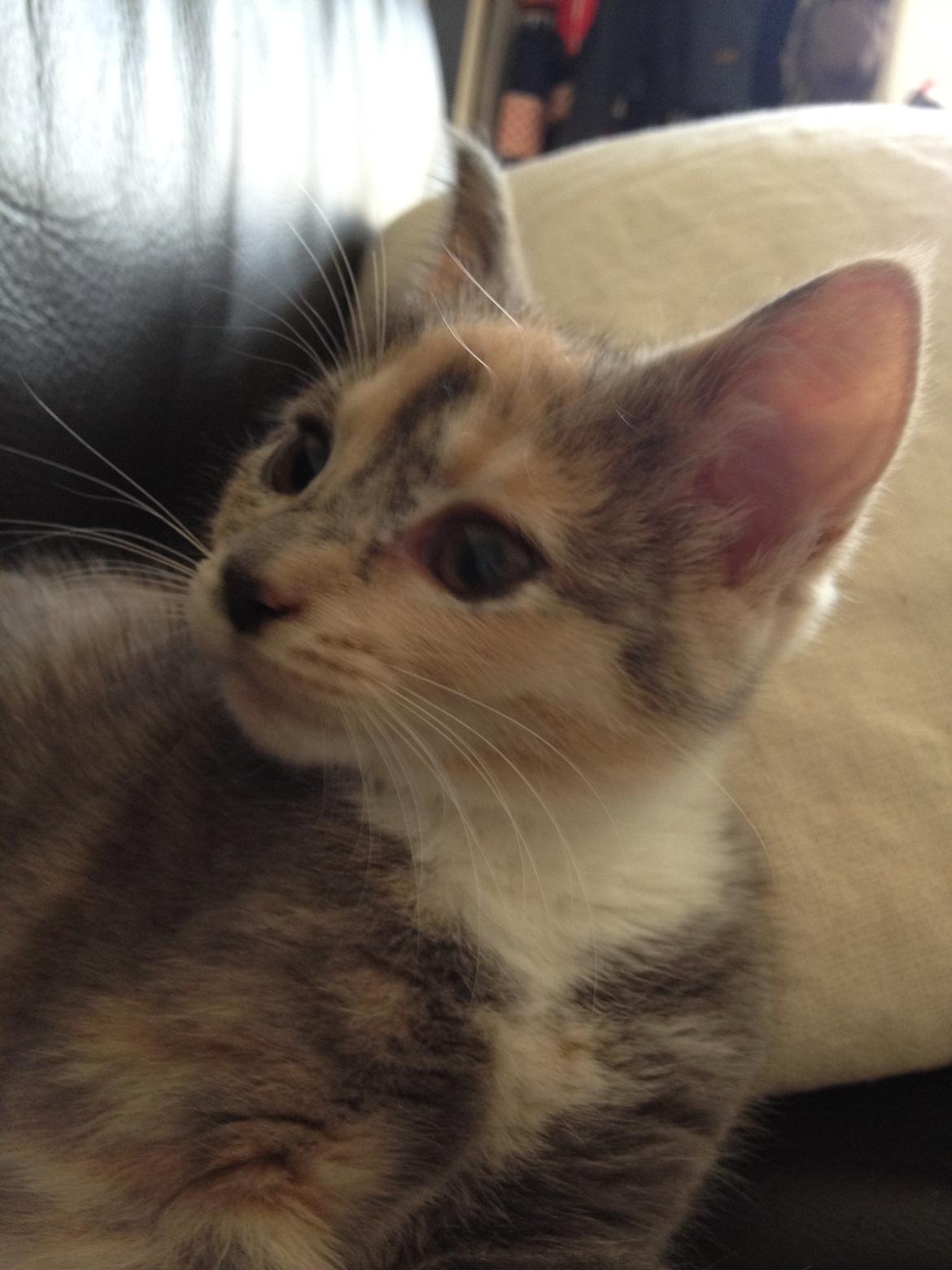 Huskat Astrid billede 9