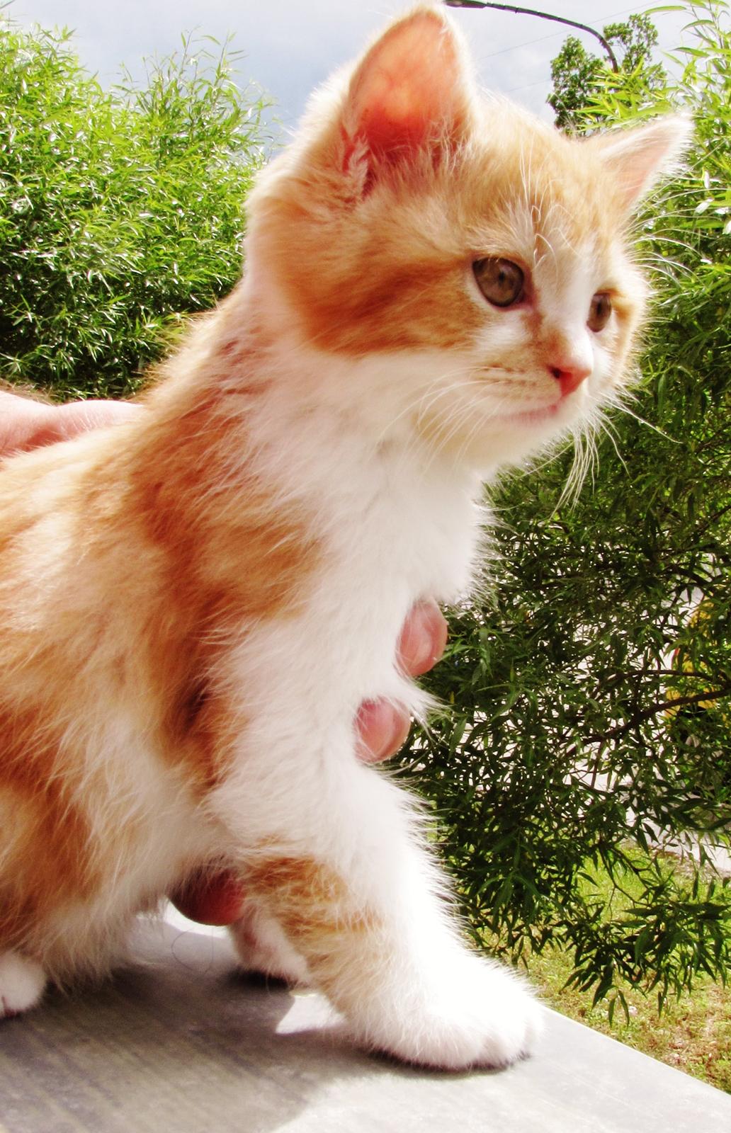 Blanding af racer Mowgli billede 6