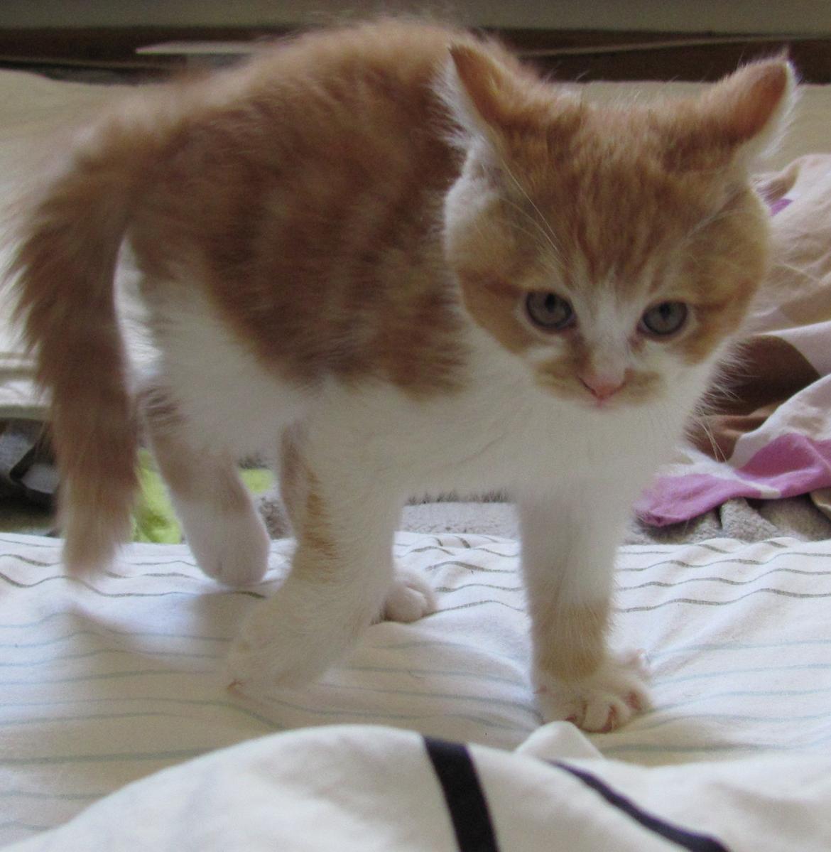 Blanding af racer Mowgli billede 8