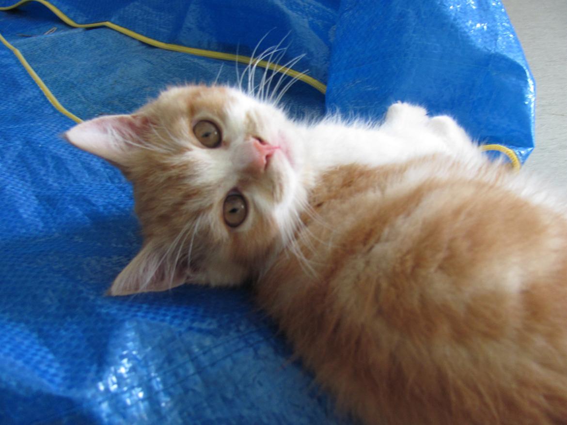 Blanding af racer Mowgli billede 9