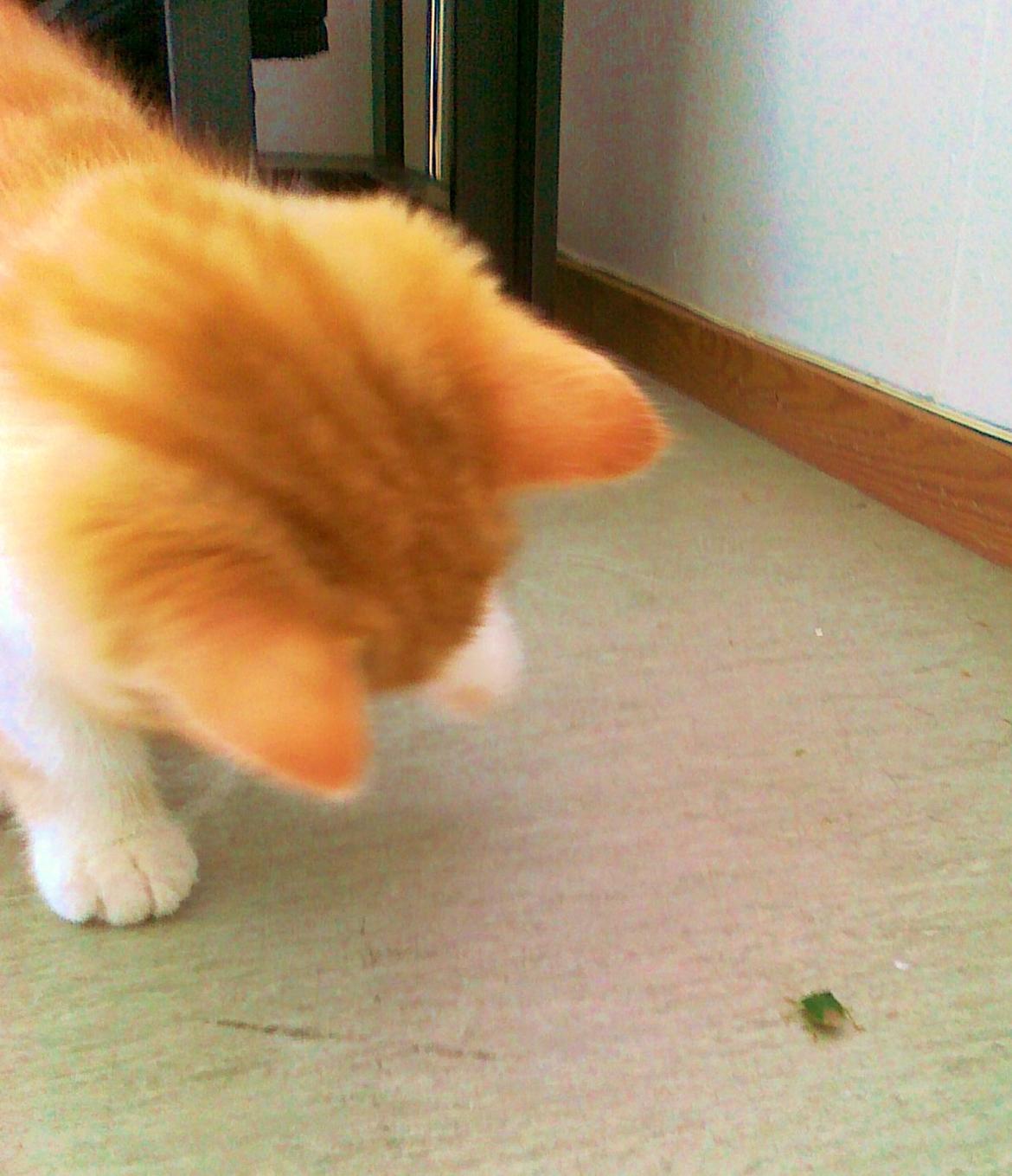 Blanding af racer Mowgli billede 10