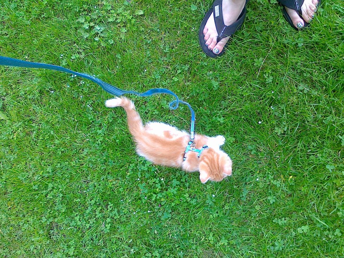 Blanding af racer Mowgli billede 11