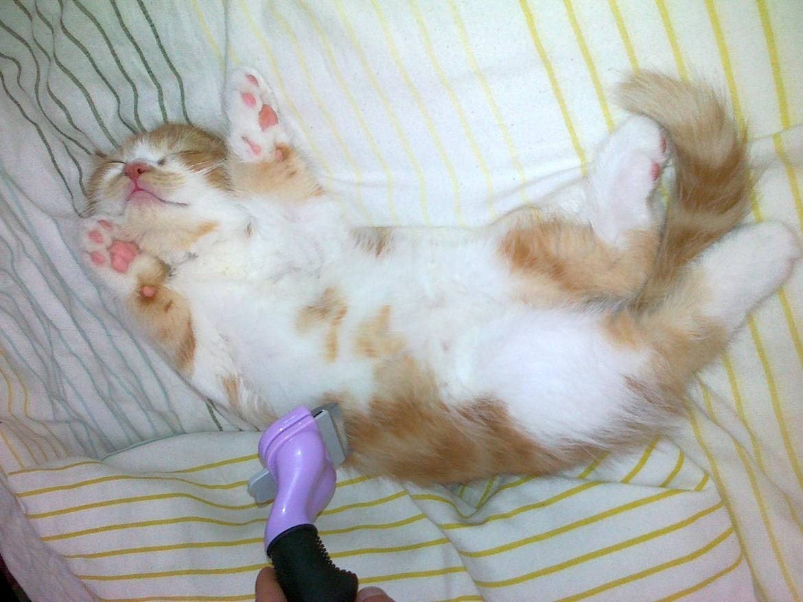 Blanding af racer Mowgli billede 12