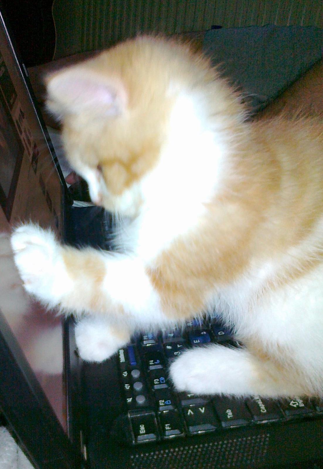 Blanding af racer Mowgli billede 14