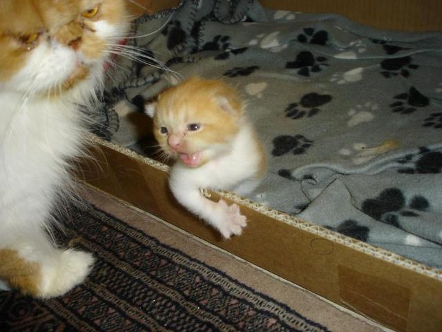 Blanding af racer Mowgli billede 15