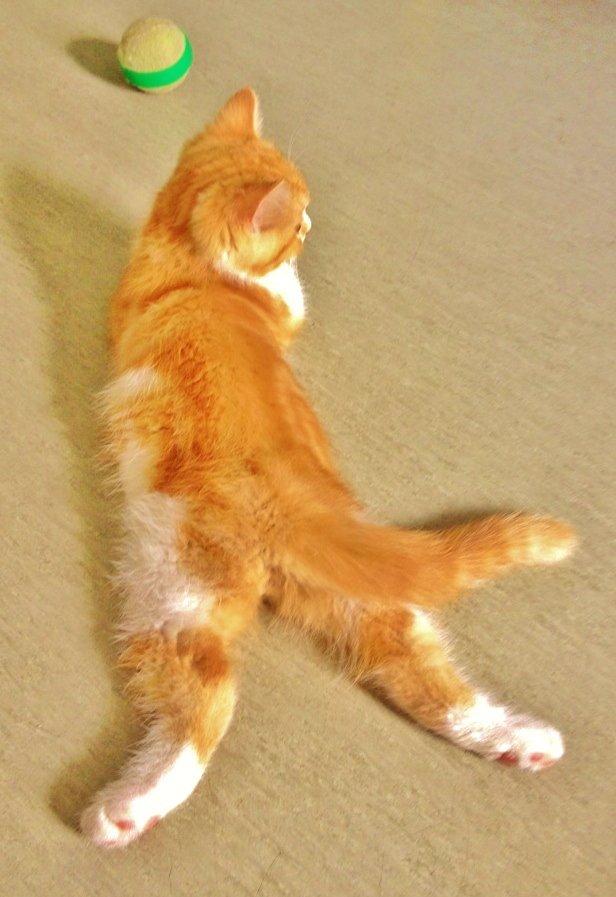 Blanding af racer Mowgli billede 16