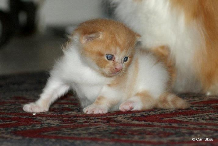 Blanding af racer Mowgli billede 17