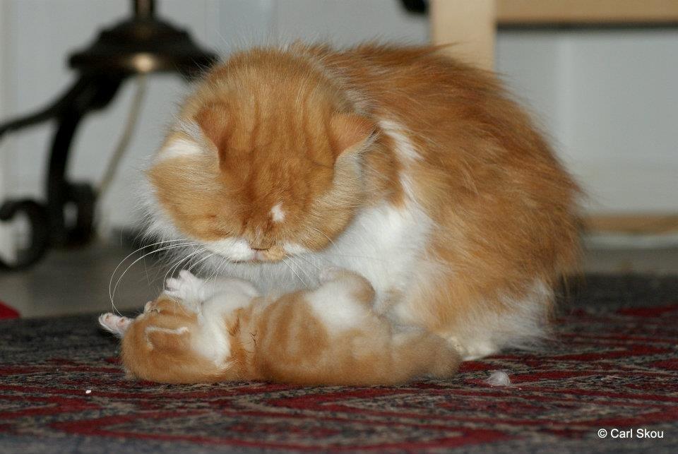 Blanding af racer Mowgli billede 18