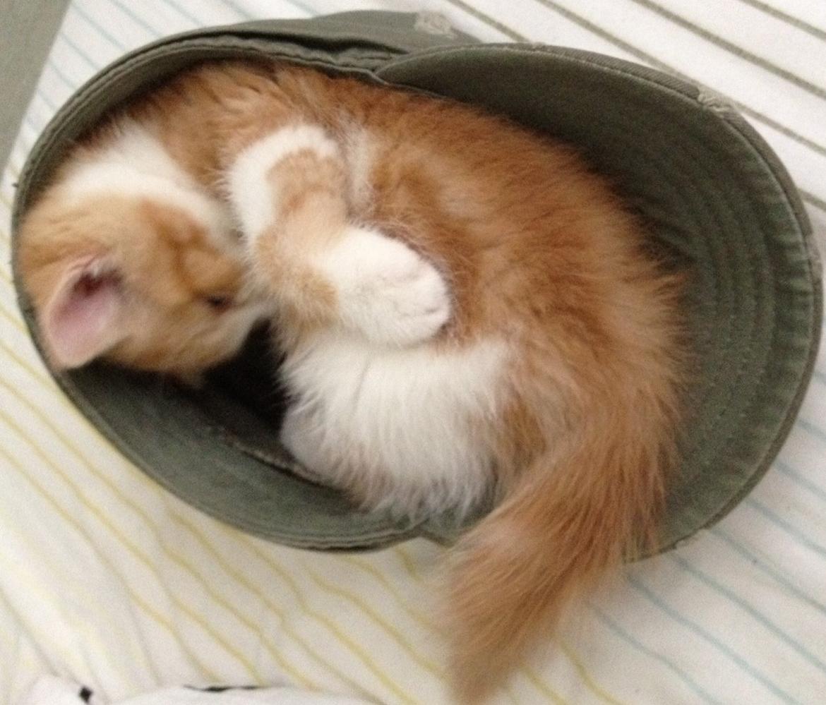 Blanding af racer Mowgli billede 19