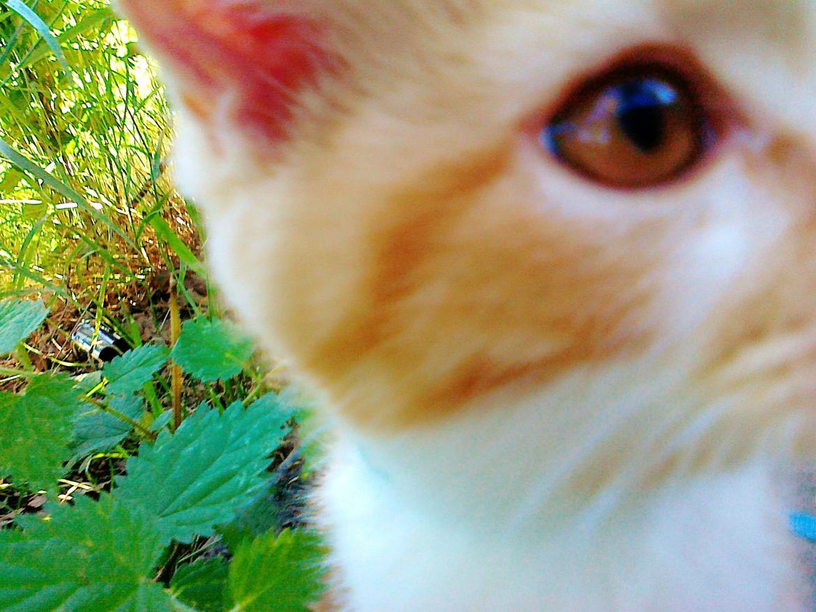 Blanding af racer Mowgli billede 20