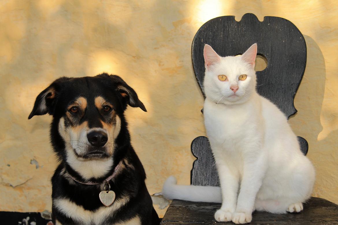 Blanding af racer Alaska billede 11