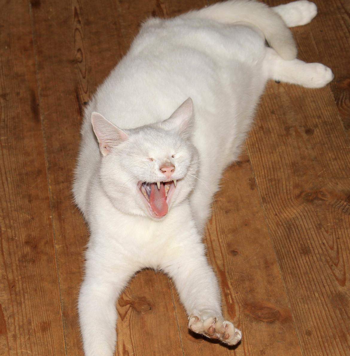 Blanding af racer Alaska billede 19