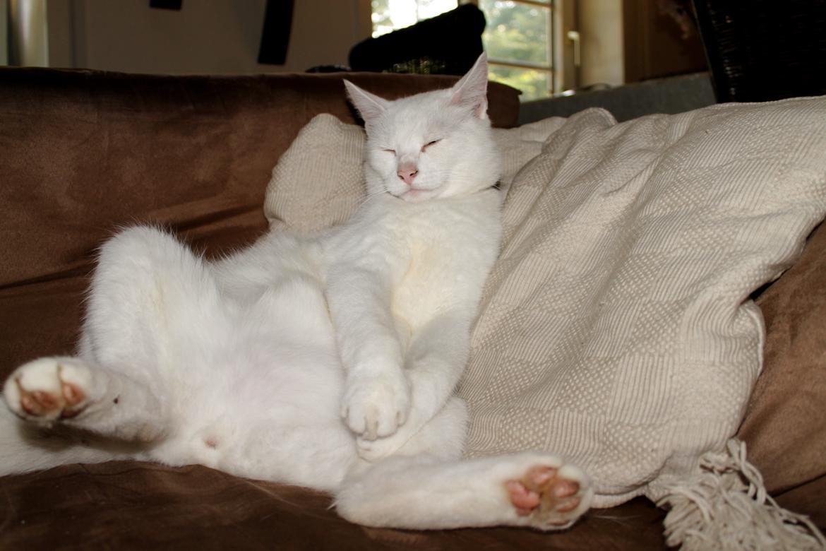 Blanding af racer Alaska - Alaska's Ynglingsaktivitet.. At fede den :) billede 4