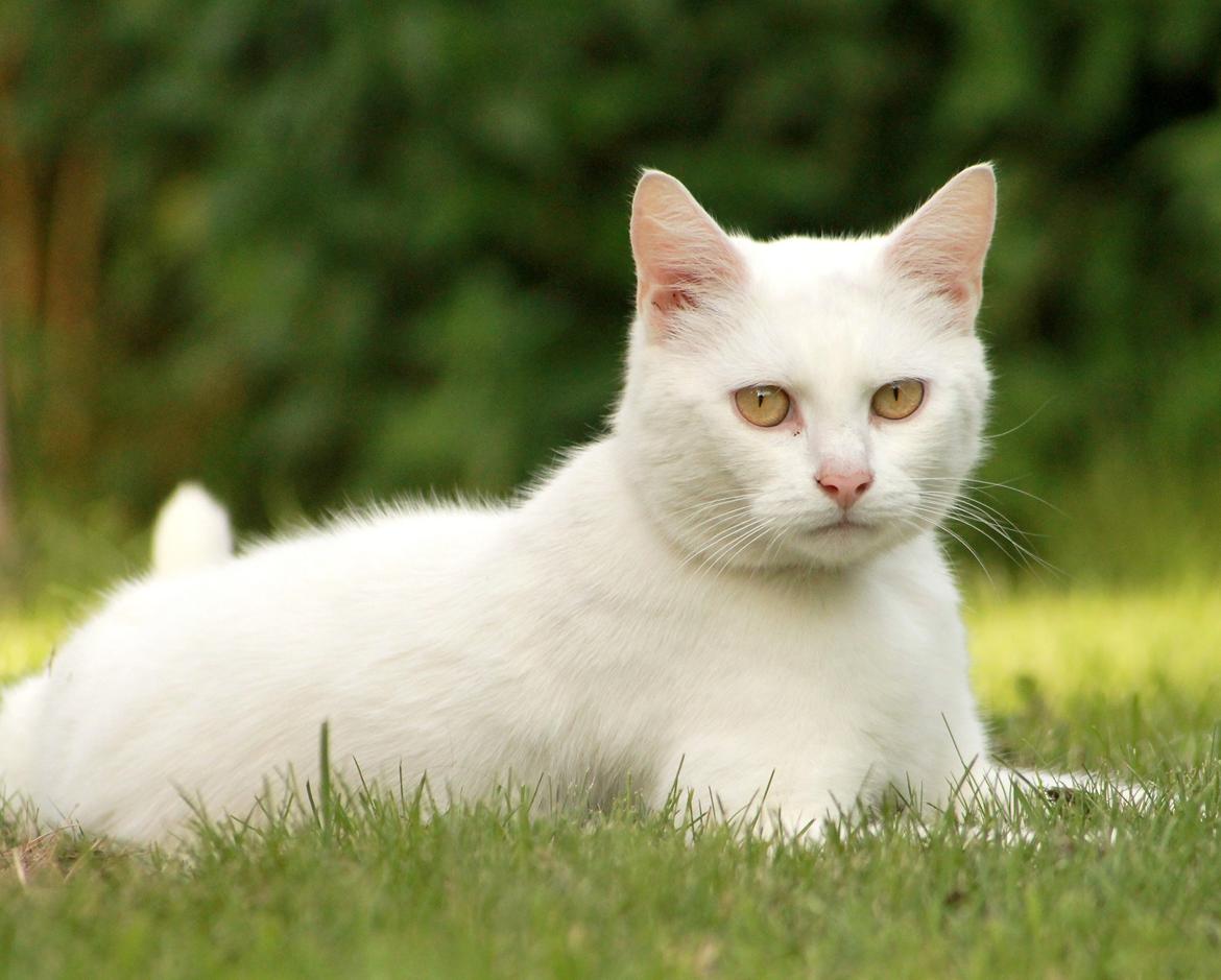 Blanding af racer Alaska billede 20