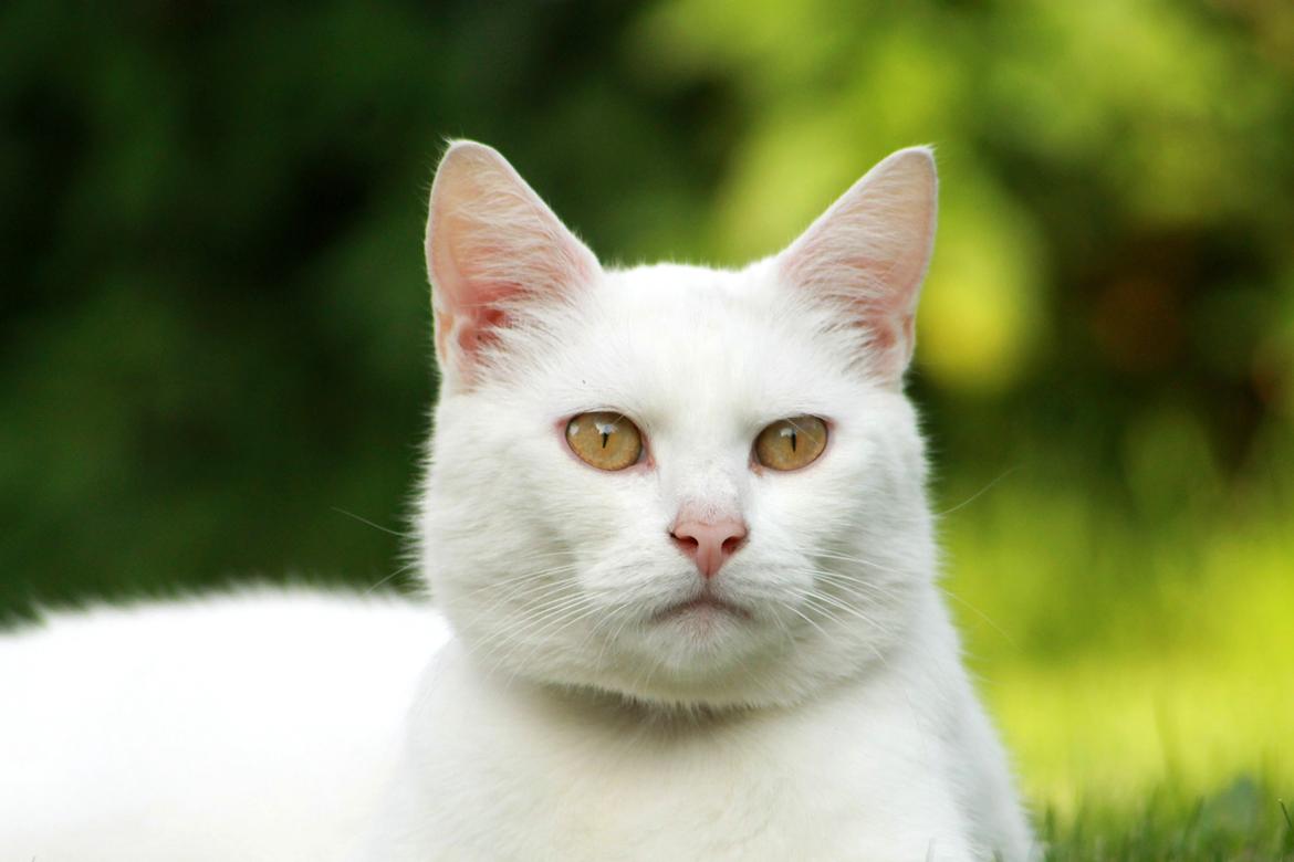 Blanding af racer Alaska billede 13