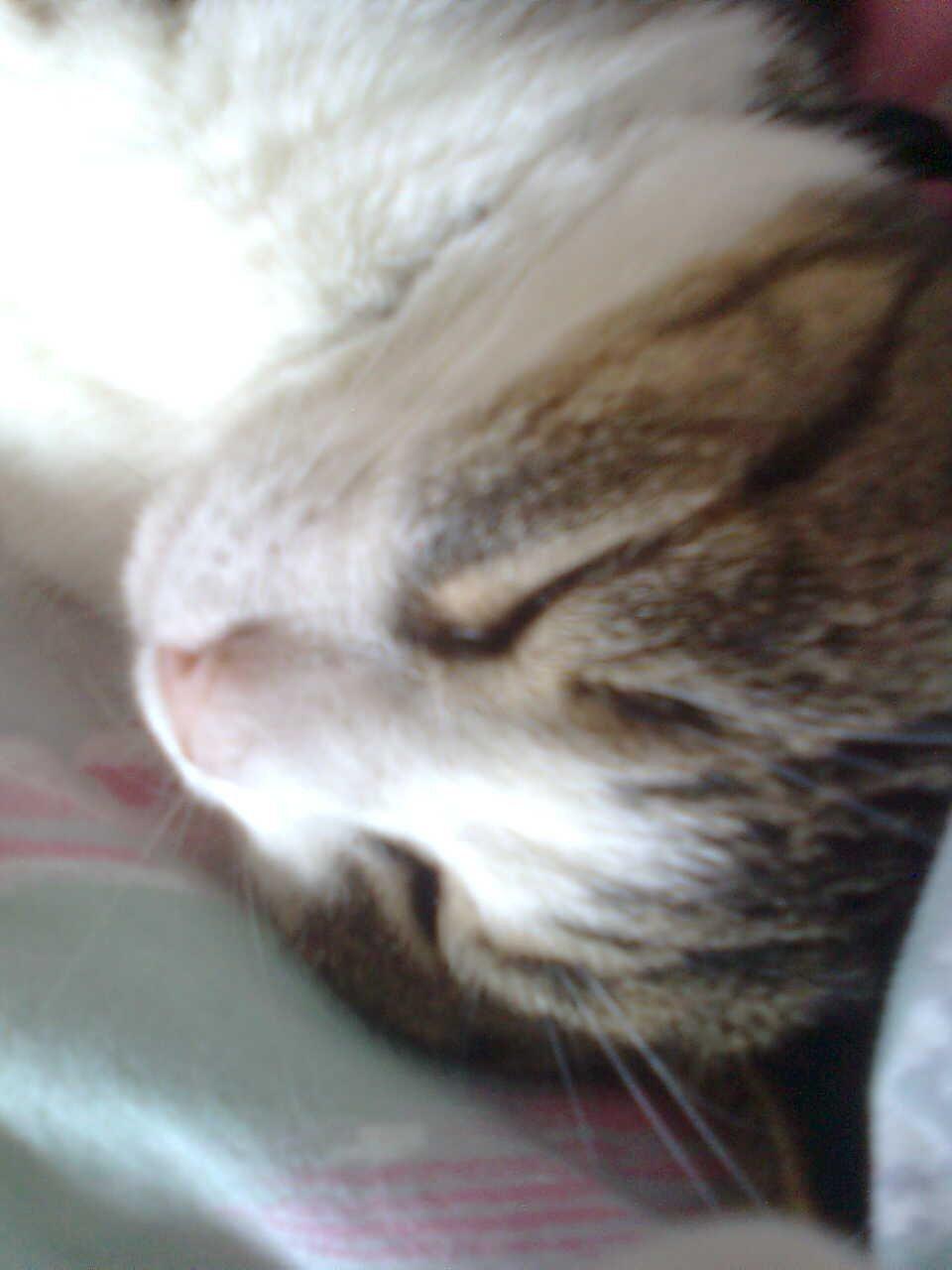 Huskat Tulle billede 3