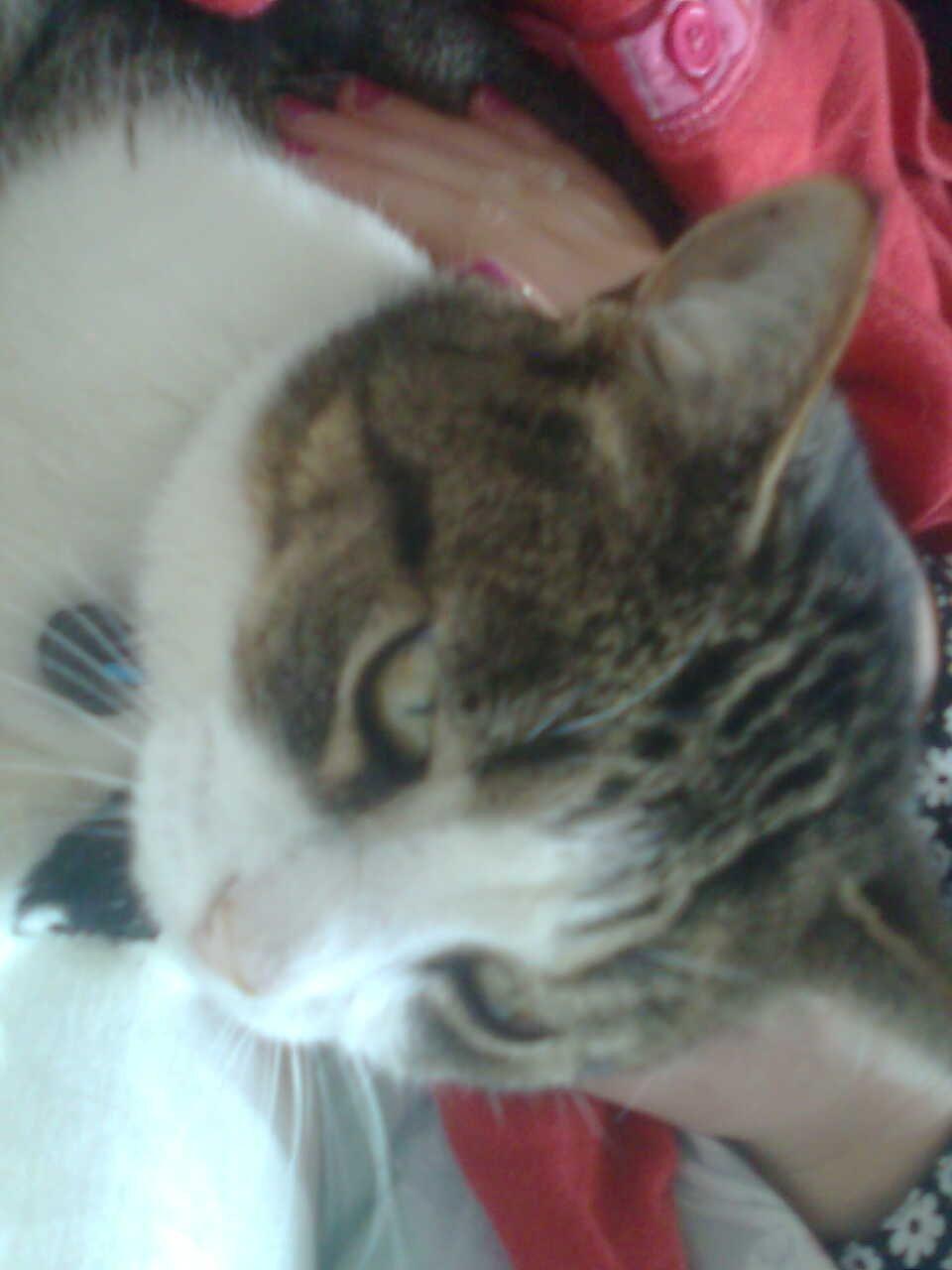 Huskat Tulle billede 4