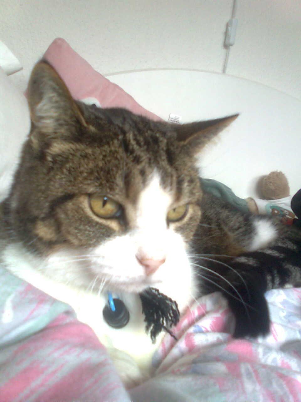 Huskat Tulle billede 5