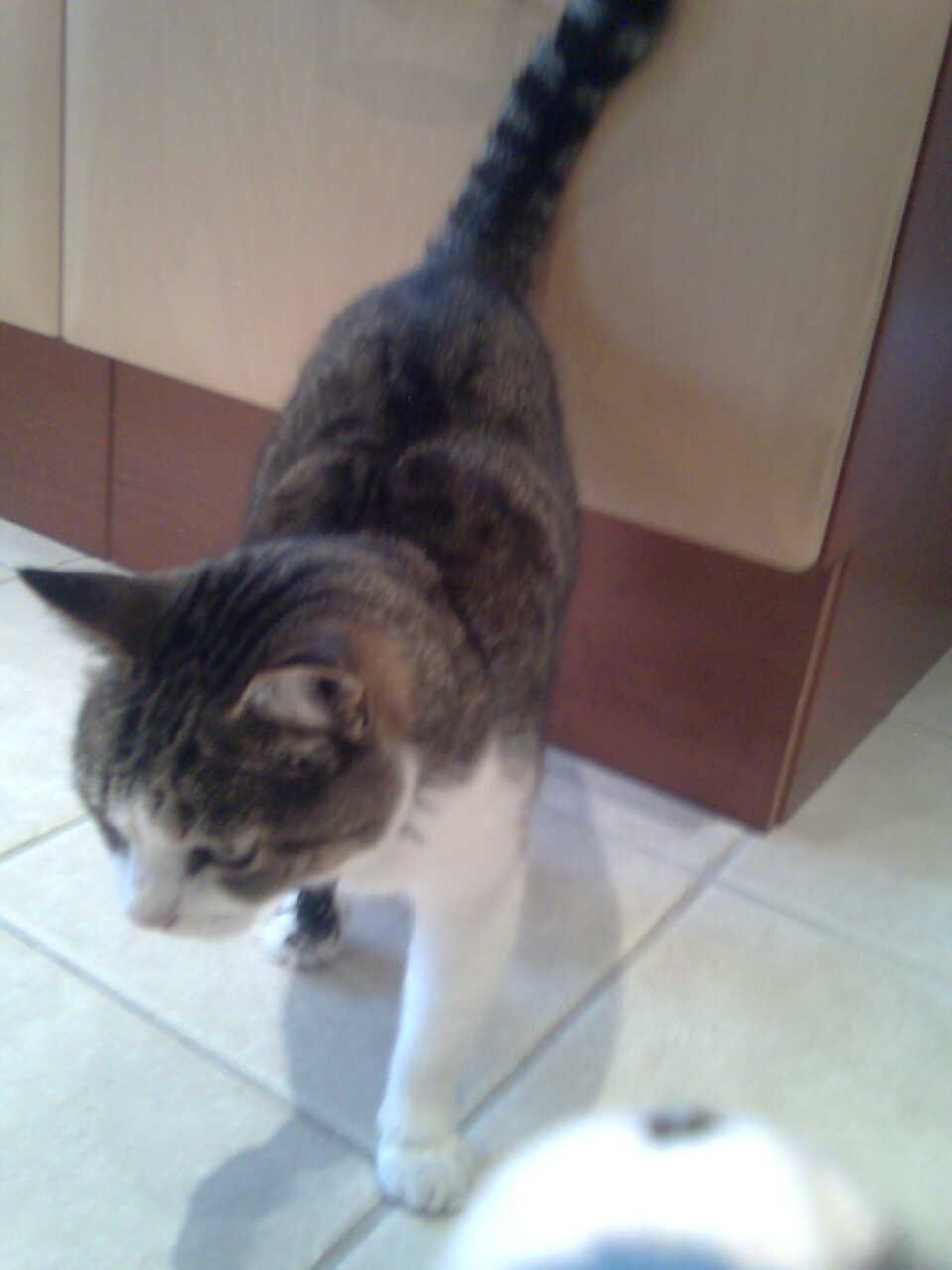 Huskat Tulle billede 6