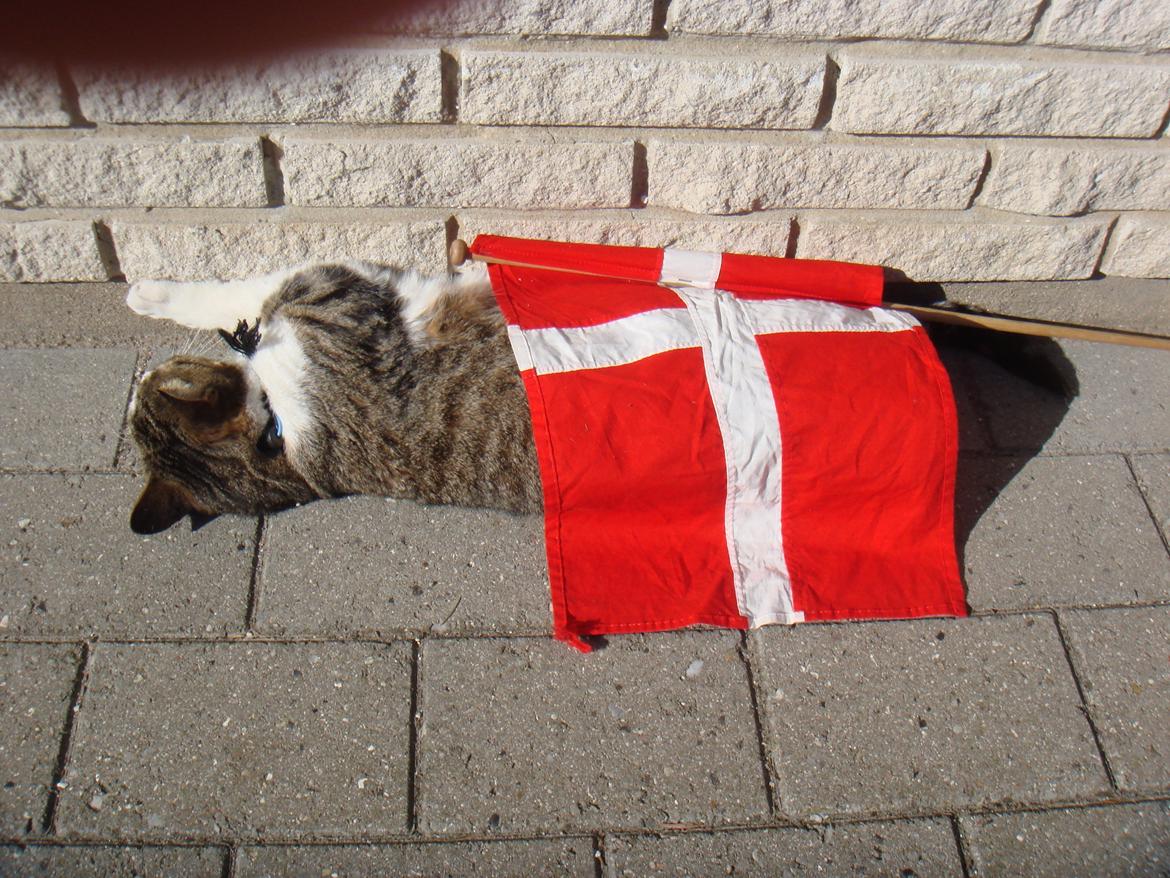 Huskat Tulle billede 8