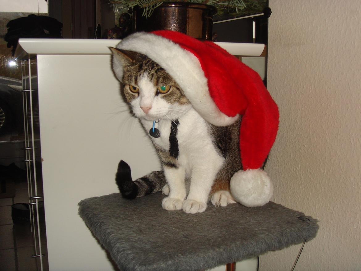 Huskat Tulle billede 1