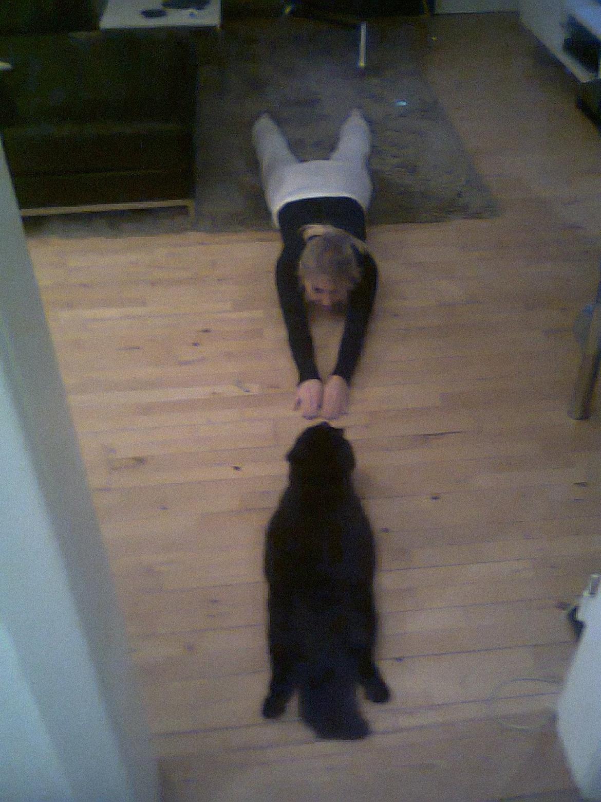 Blanding af racer Nero billede 4