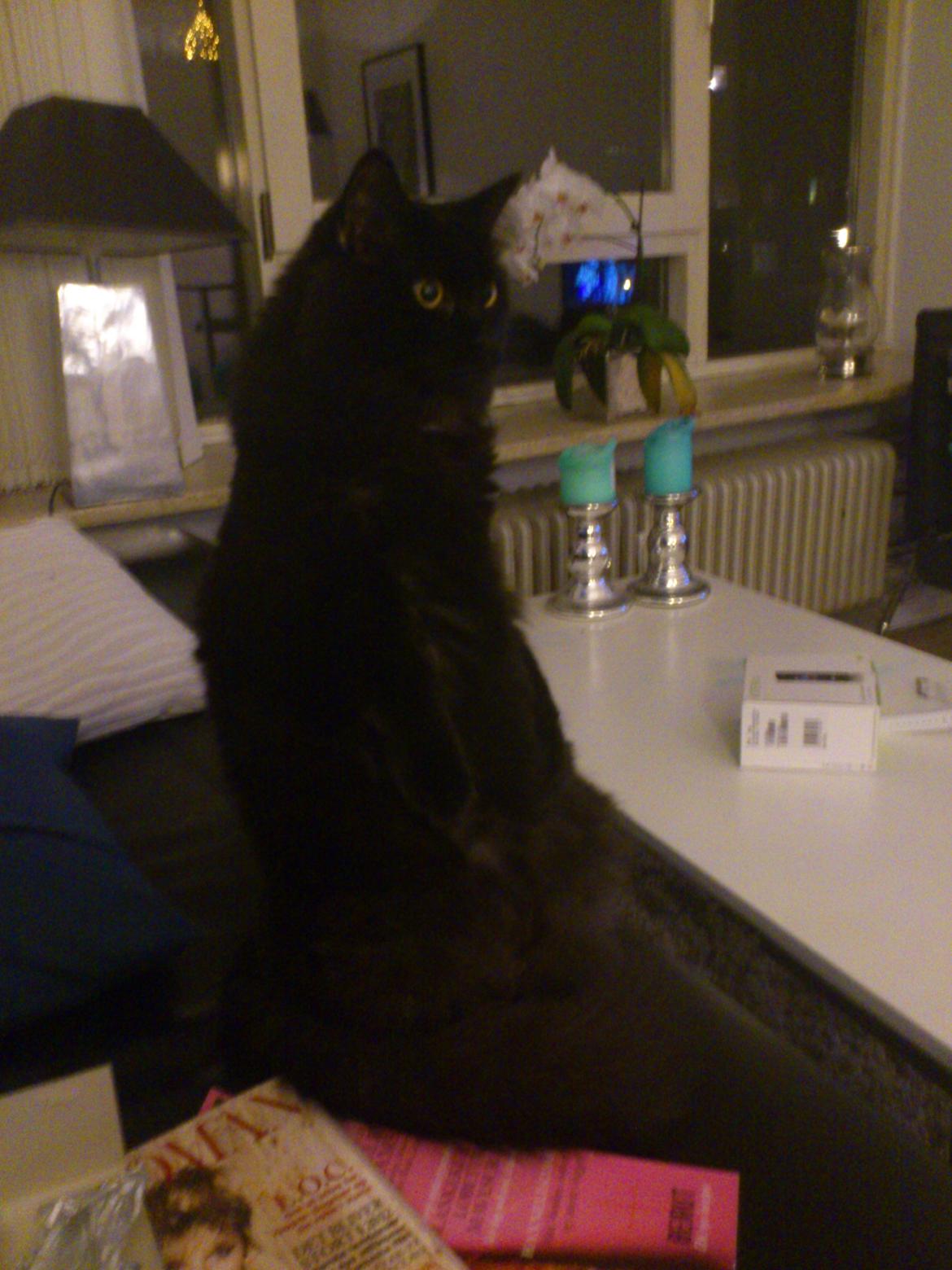 Blanding af racer Nero billede 7