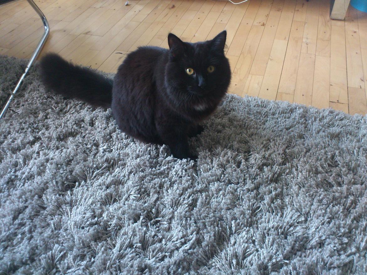 Blanding af racer Nero billede 3