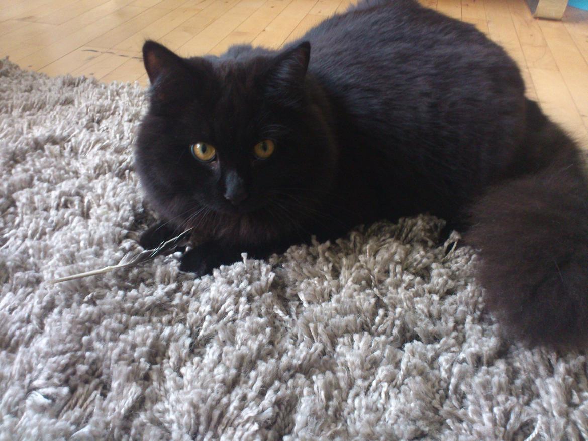 Blanding af racer Nero billede 6