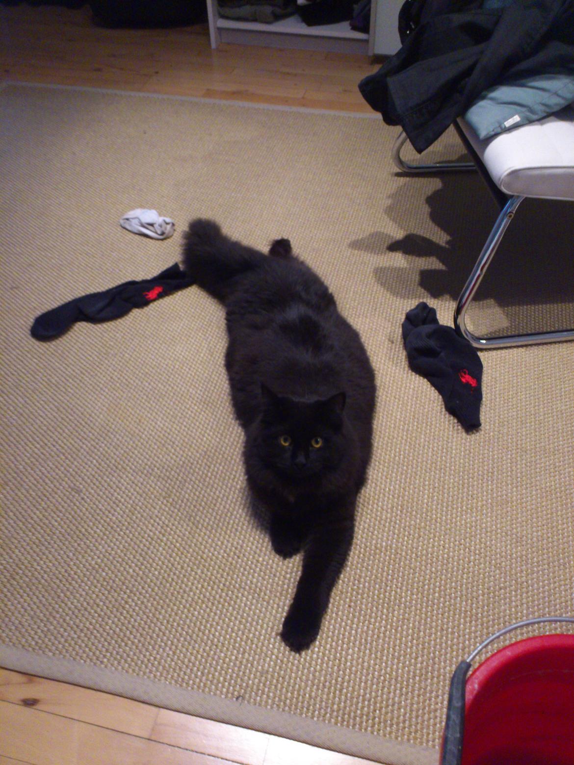 Blanding af racer Nero billede 8