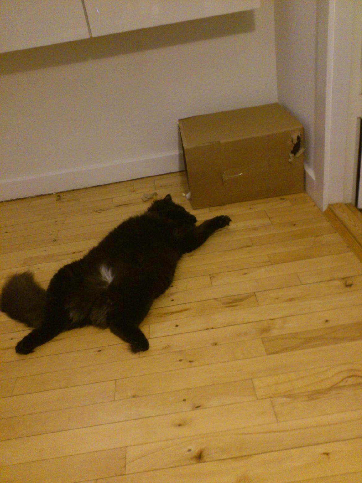 Blanding af racer Nero billede 9