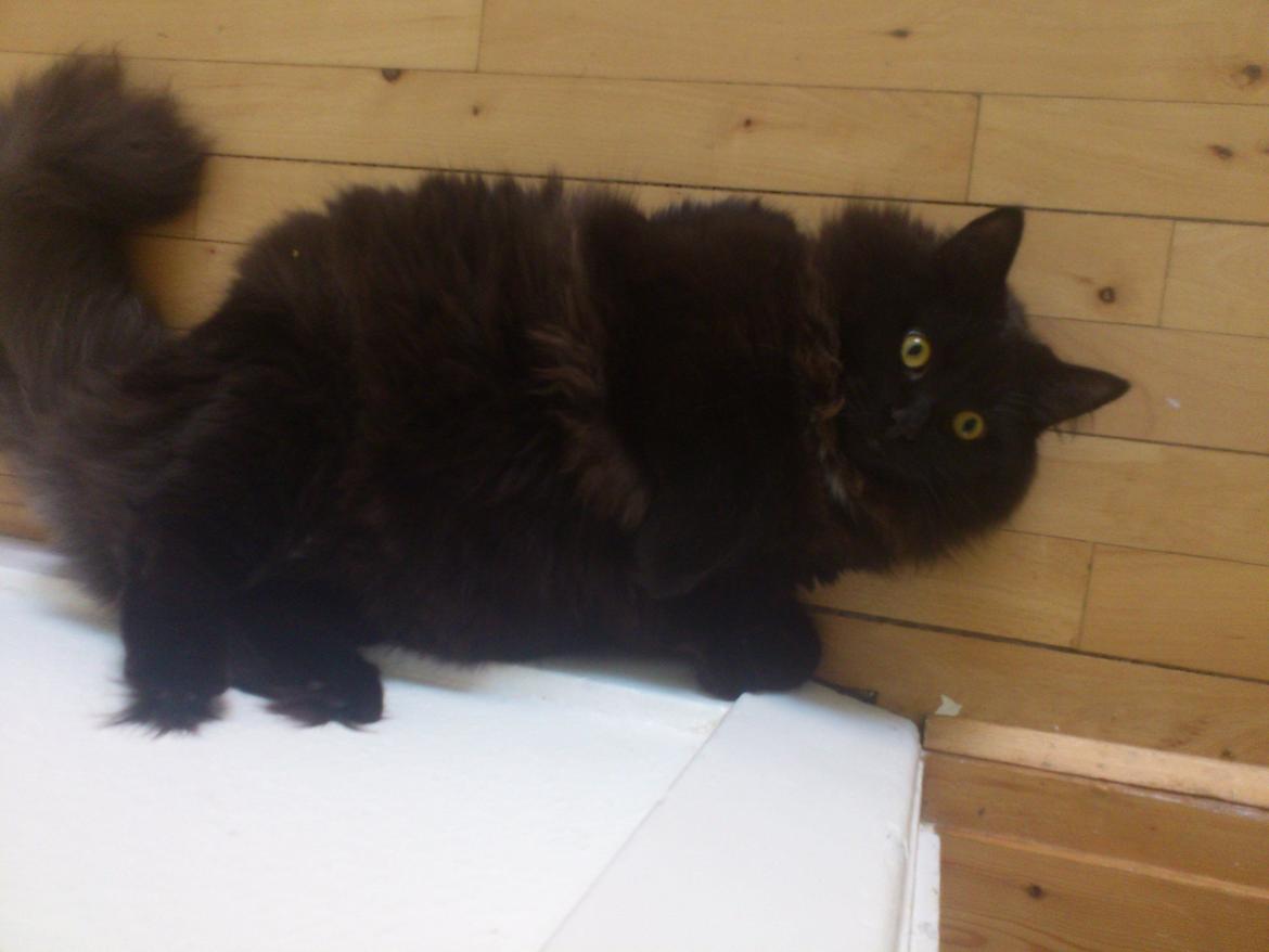 Blanding af racer Nero billede 10