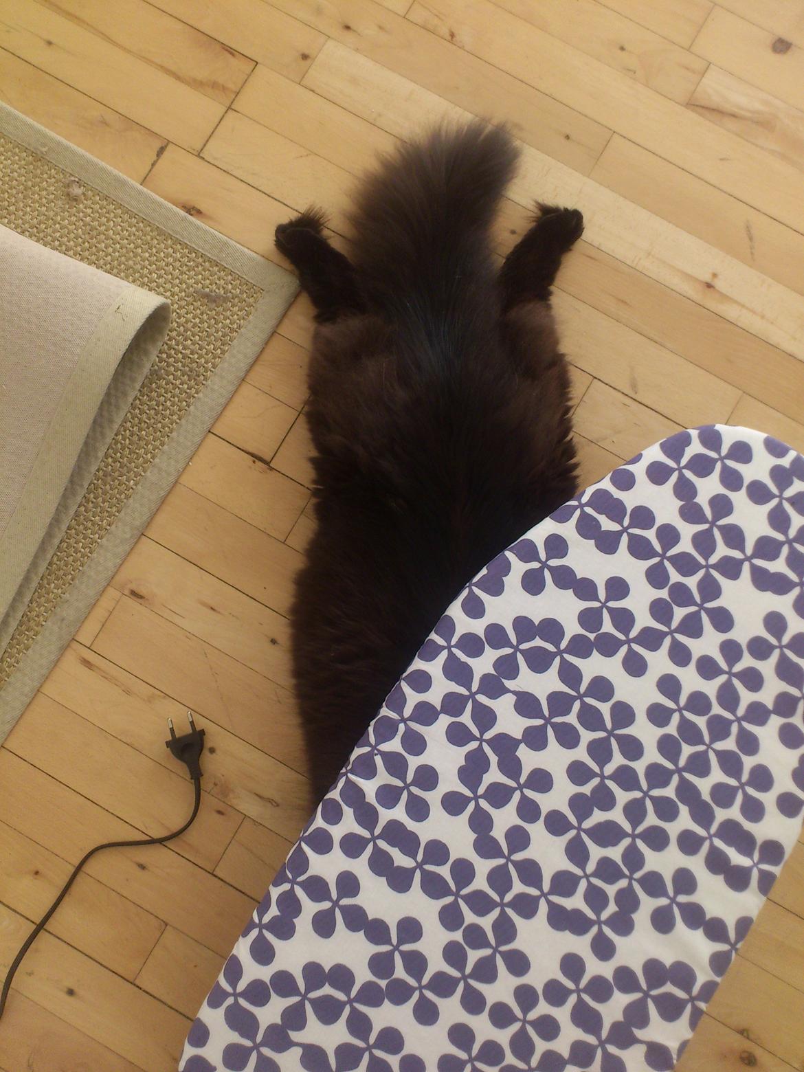 Blanding af racer Nero billede 11